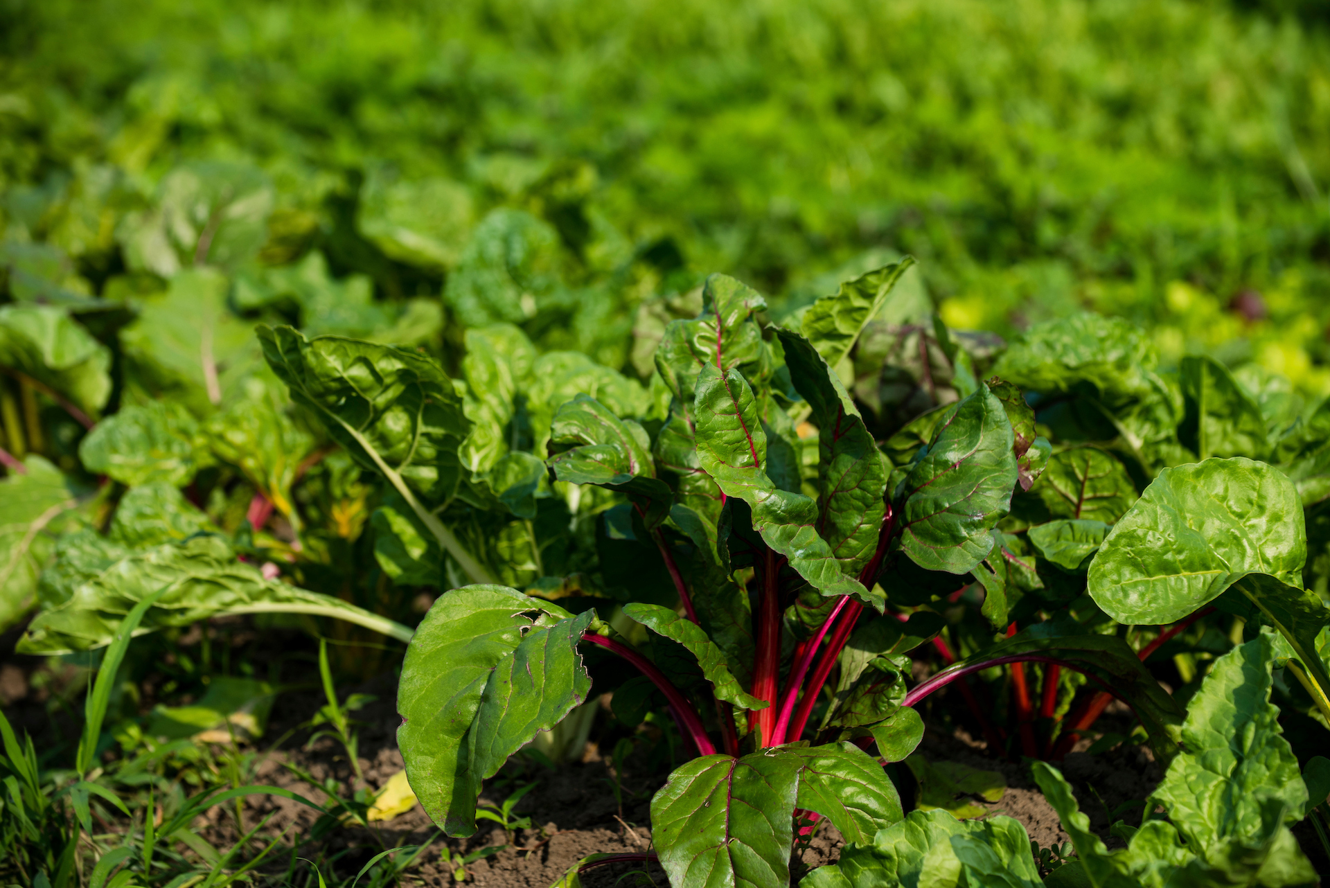 a close up of Swiss chard with bright red stems growing in a field